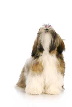 adorable shih tzu puppy with pink bow looking up with reflection on white background