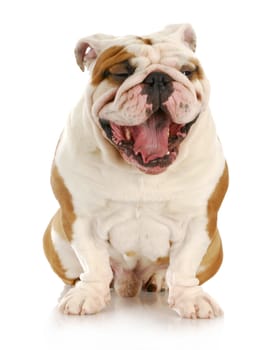 english bulldog with mouth open - looks like laughing