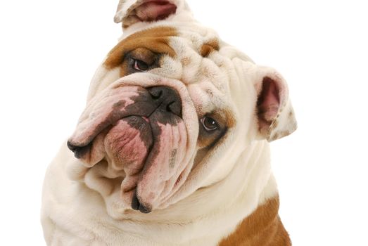 english bulldog head portrait on white background