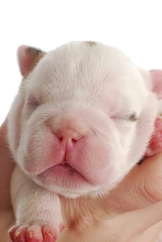 bulldog puppy - one week old on white background