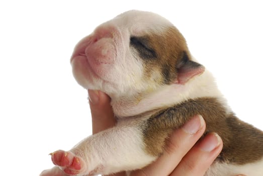 english bulldog puppy side profile - one week old on white background