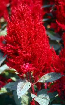 red amaranth Celosia flower in bloom in early spring