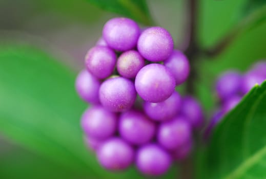 purple beautyberry Callicarpa fruit growing on shrub