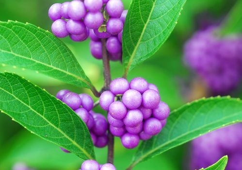 purple beautyberry Callicarpa fruit growing on shrub