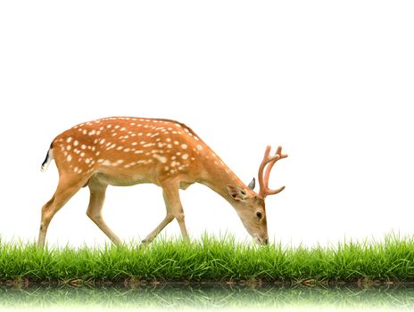 sika deer with green grass isolated on white background