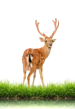 sika deer with green grass isolated on white background