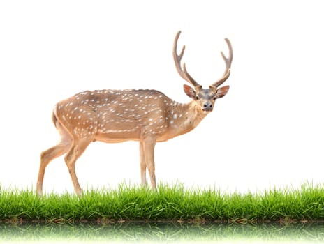 sika deer with green grass isolated on white background