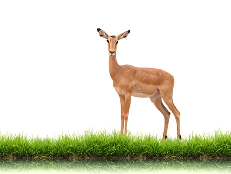 impala with green grass isolated on white background