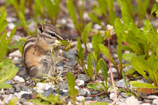 Cute little Least Chipmunk Tamias minimus foraging between green plants for dandelion buds