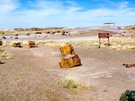  Collecting Petrified Wood Prohibited