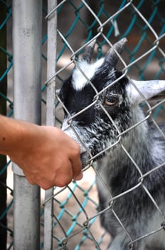 Goat eats through fence