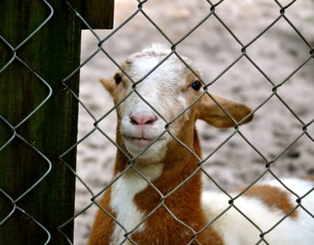 Goat stares through fence