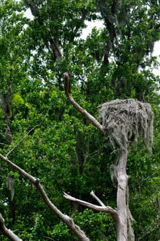 Peregrine Falcon Nest