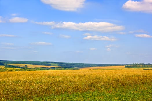 Rural landscape at the end of summer: fields, meadows, woods and sky