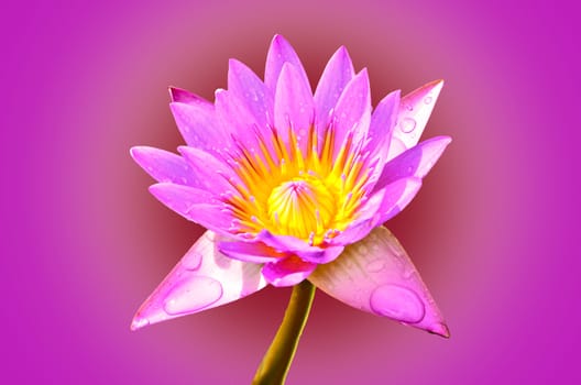 Pink lotus blossoms on pink background