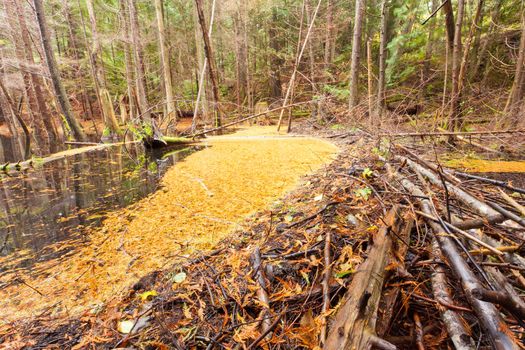 Beaver dam in fall colored forest wetland swamp habitat in coastal rainforest of British Columbia  Canada