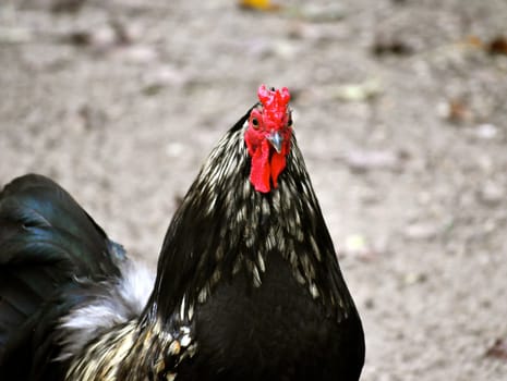 Black and Red Rooster