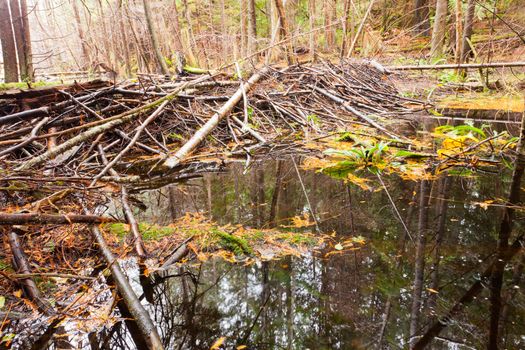 Beaver dam in fall colored forest wetland swamp habitat in coastal rainforest of British Columbia Canada