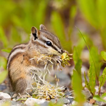 Cute little Least Chipmunk Tamias minimus foraging between green plants for dandelion buds