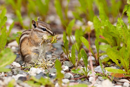 Cute little Least Chipmunk Tamias minimus foraging between green plants for dandelion buds