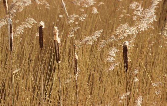 Bulrush plants also known as Great Reedmace.