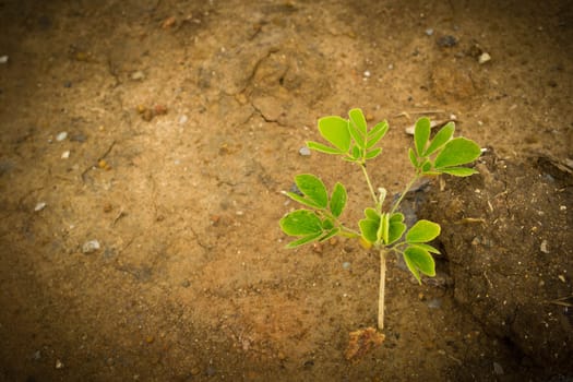 Trees growing out of the soil