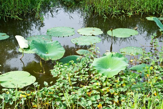 Lotus leaf in a swamp