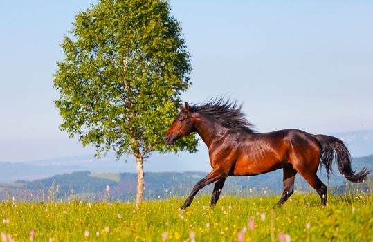 Arab racer runs on a green summer meadow