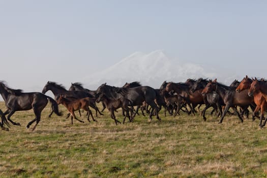 Herd of horses on a summer pasture