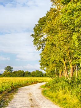 Picture of path with trees and fields