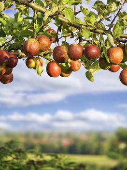 picture of apples on a branch and blue sky in background