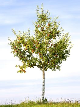 Picture of a apple tree with red apples on a green meadow in the evening sun