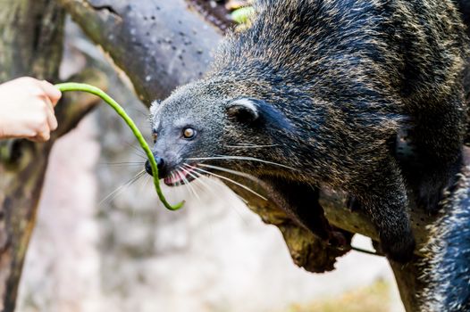 Feeding food binturong.exotic, rare and amusing animal.