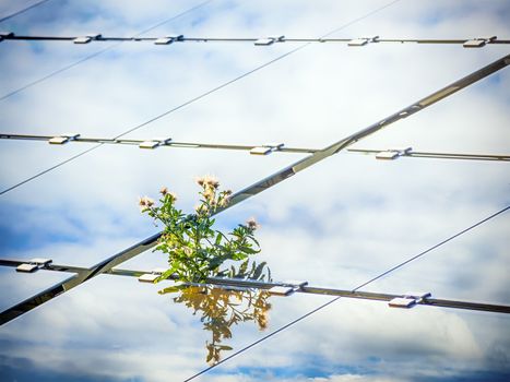 Plant growing through a solar panel