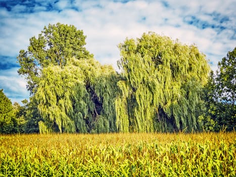 Image of two weeping willows behind a corn field with blue sky