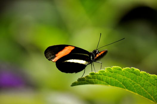 Butterfly on leaf