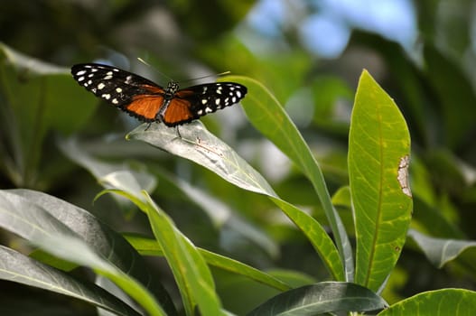 Butterfly on leaf