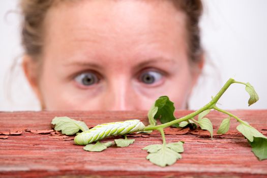 Woman watching a large green caterpillar crawling on a leaf with large horrified eyes squinting in fascination