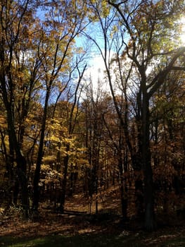 Brown County through the trees