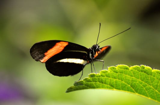 Butterfly on leaf