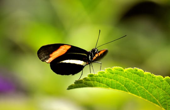 Butterfly on leaf