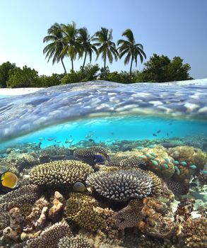 Tropical Lagoon in South Ari Athol in The Maldives in the Indian Ocean.