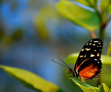 Butterfly on leaves