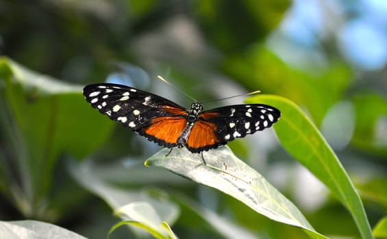 Butterfly on leaf