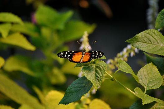 Butterfly on leaves