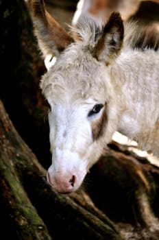 Donkey stares