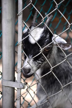 Goat stares behind fence