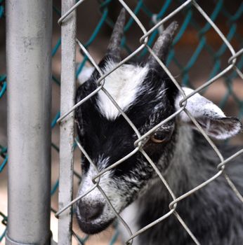 Goat stares behind fence