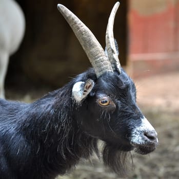 Goat with horns