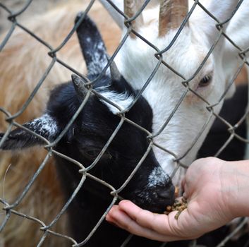 Goats eating